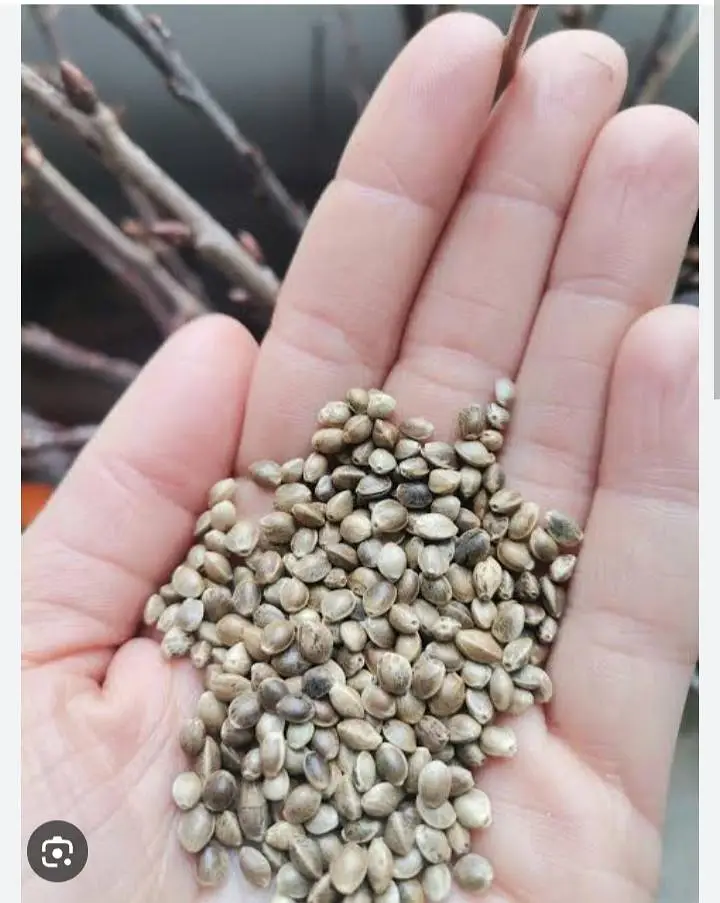 bhang seeds | hemp seeds  for birds and live stock 1 kg rate — photo 2