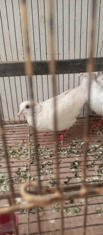 khumray white 2 breeder male