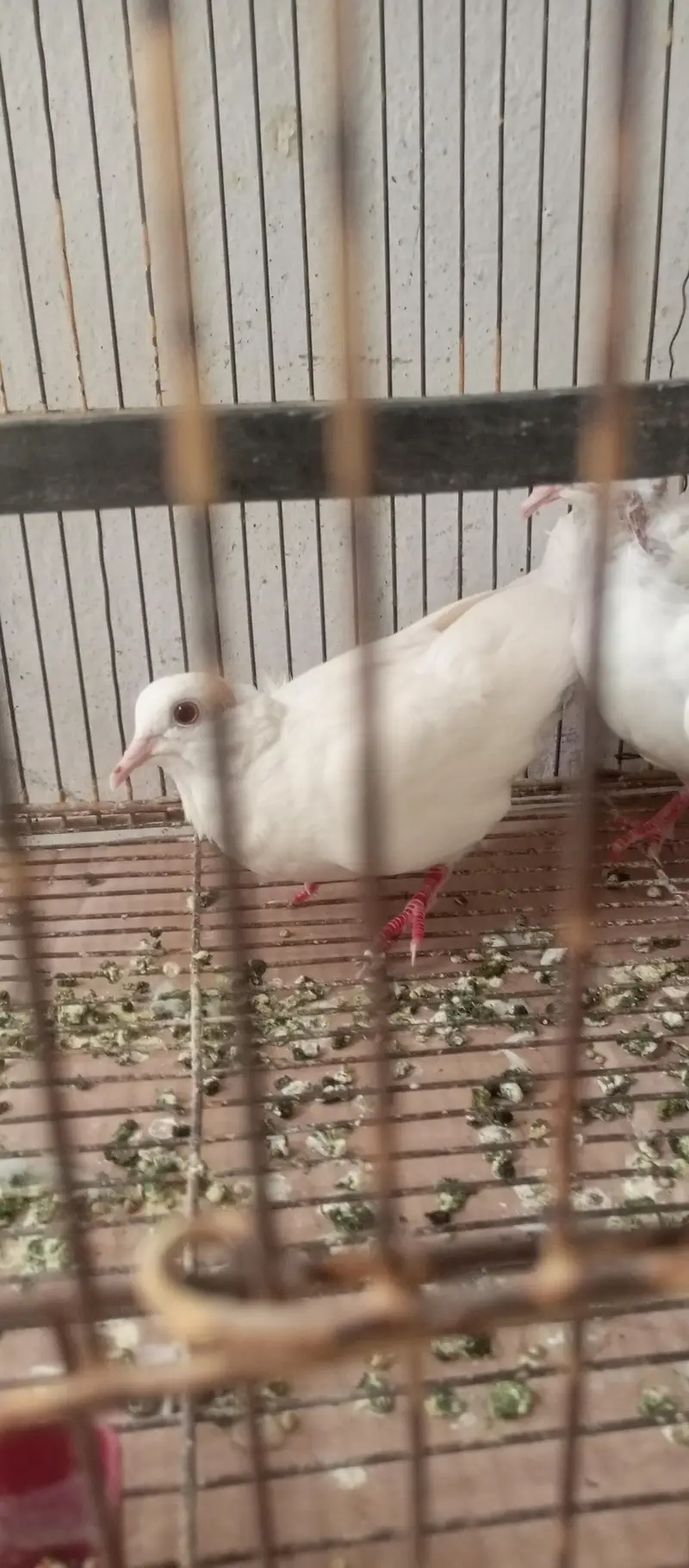 khumray white 2 breeder male