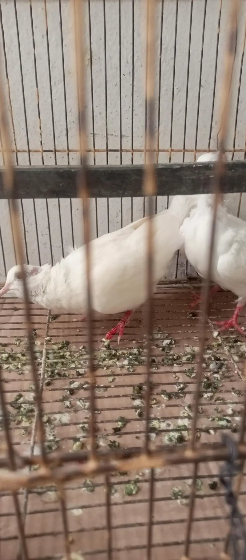 khumray white 2 breeder male — photo 3
