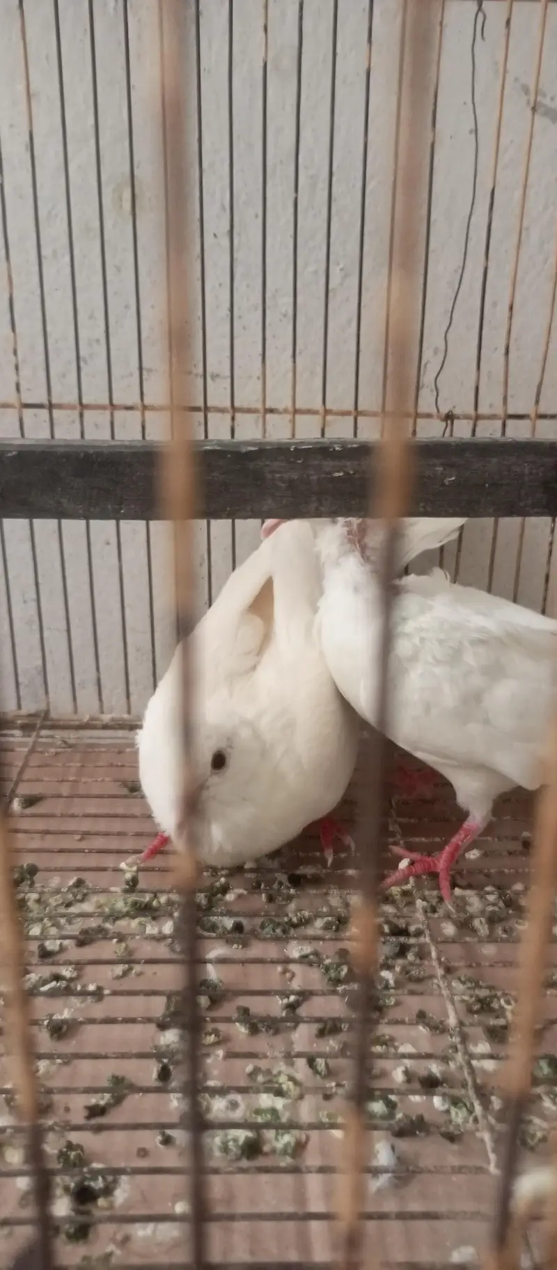 khumray white 2 breeder male — photo 4