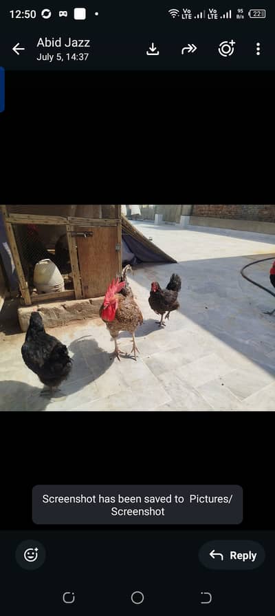 Egg laying hens lohman brown black