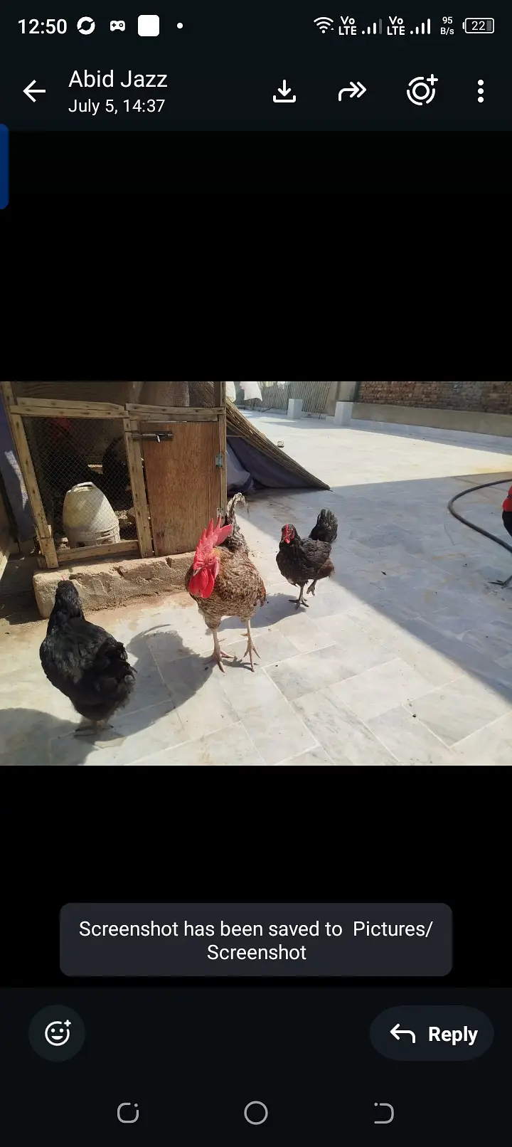 Egg laying hens lohman brown black