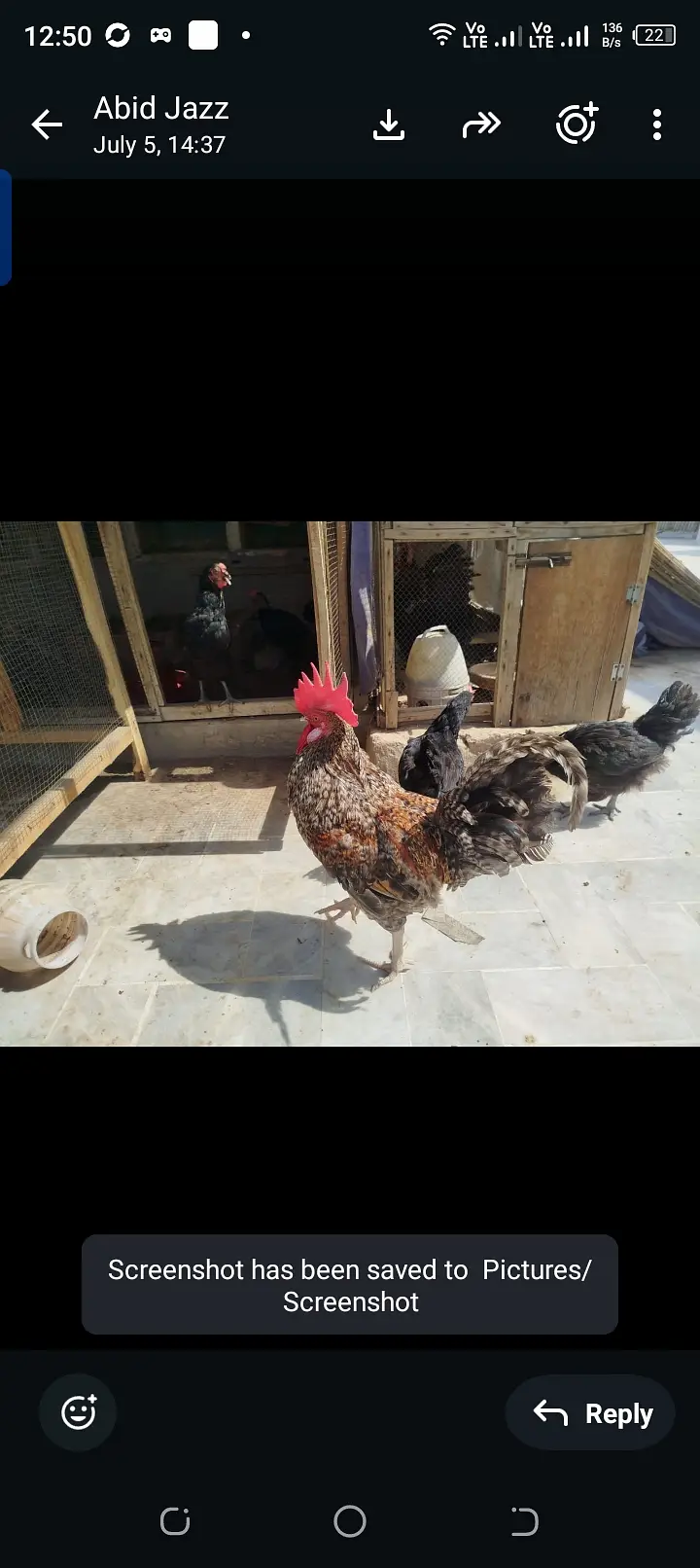 Egg laying hens lohman brown black — photo 2
