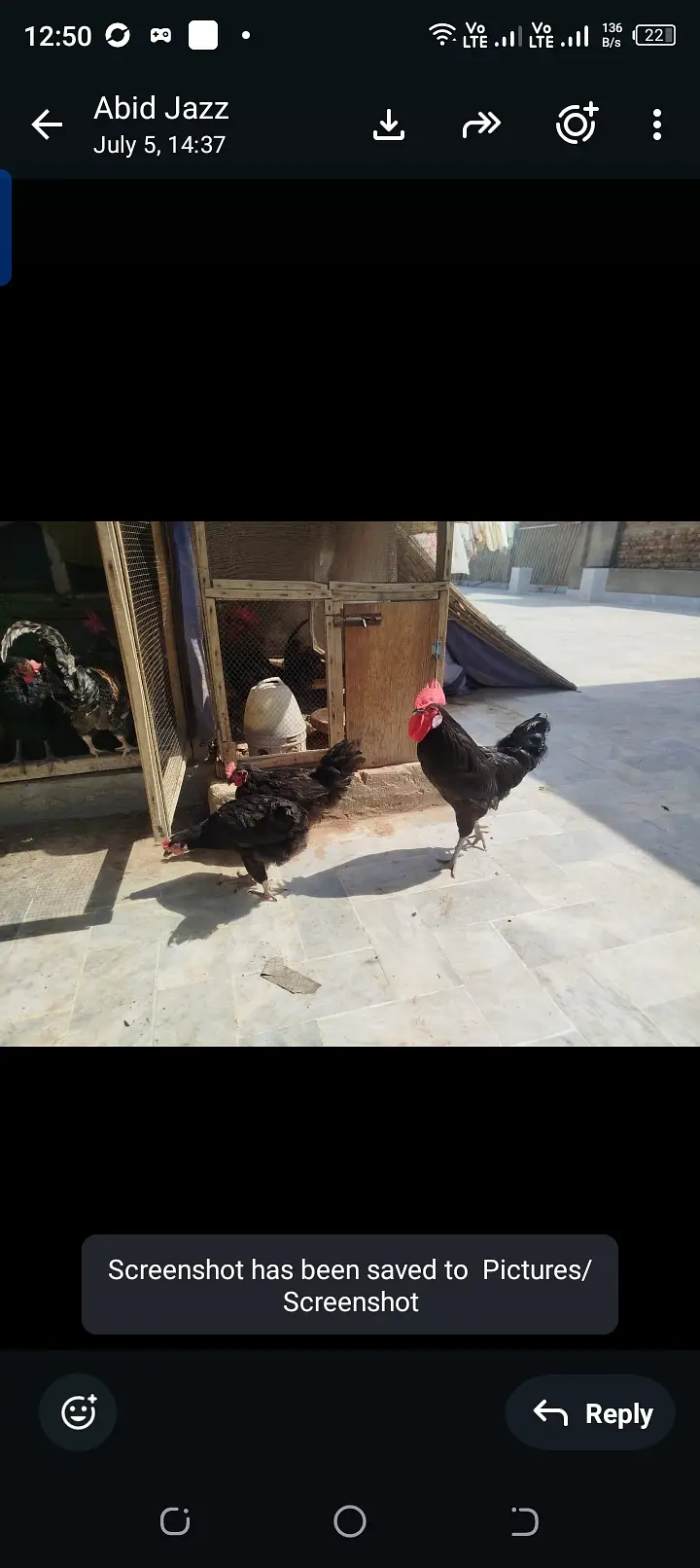 Egg laying hens lohman brown black — photo 3