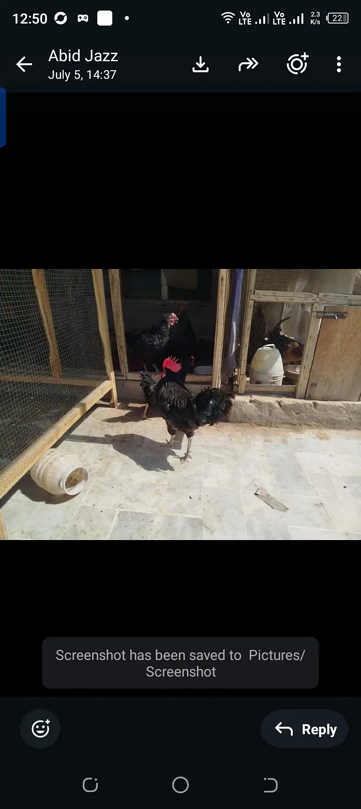 Egg laying hens lohman brown black — photo 4