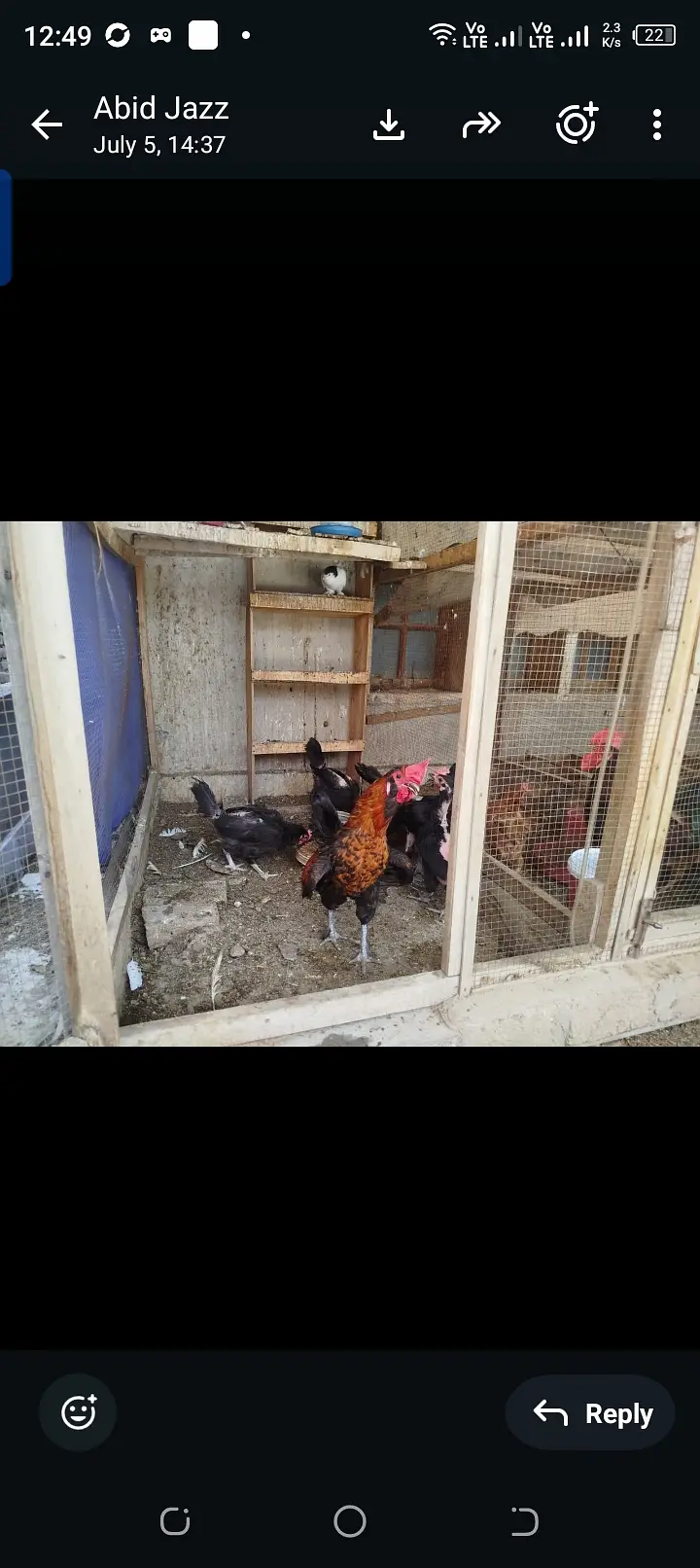 Egg laying hens lohman brown black — photo 5