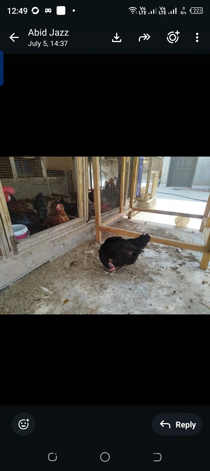 Egg laying hens lohman brown black — photo 6