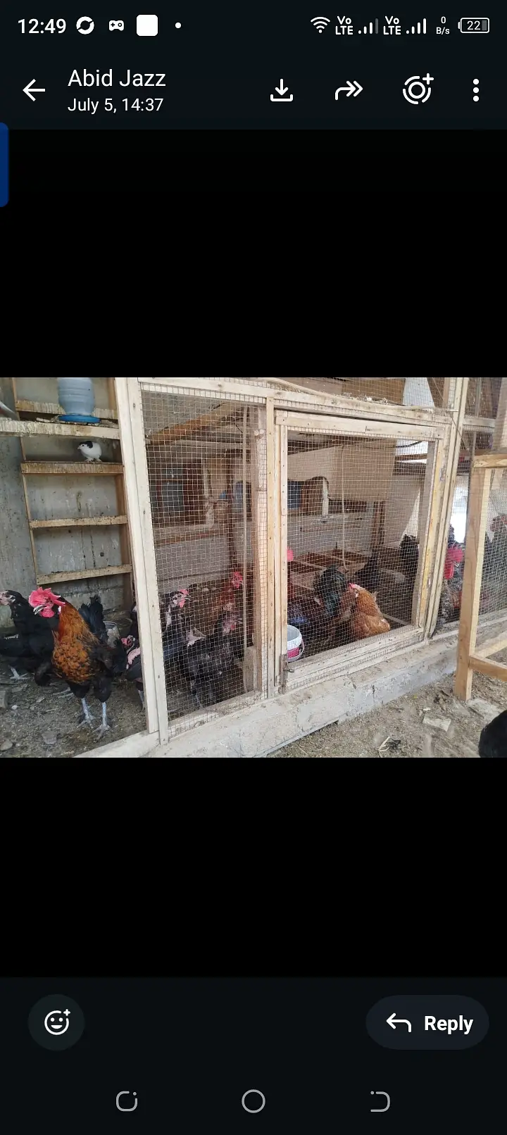 Egg laying hens lohman brown black — photo 7