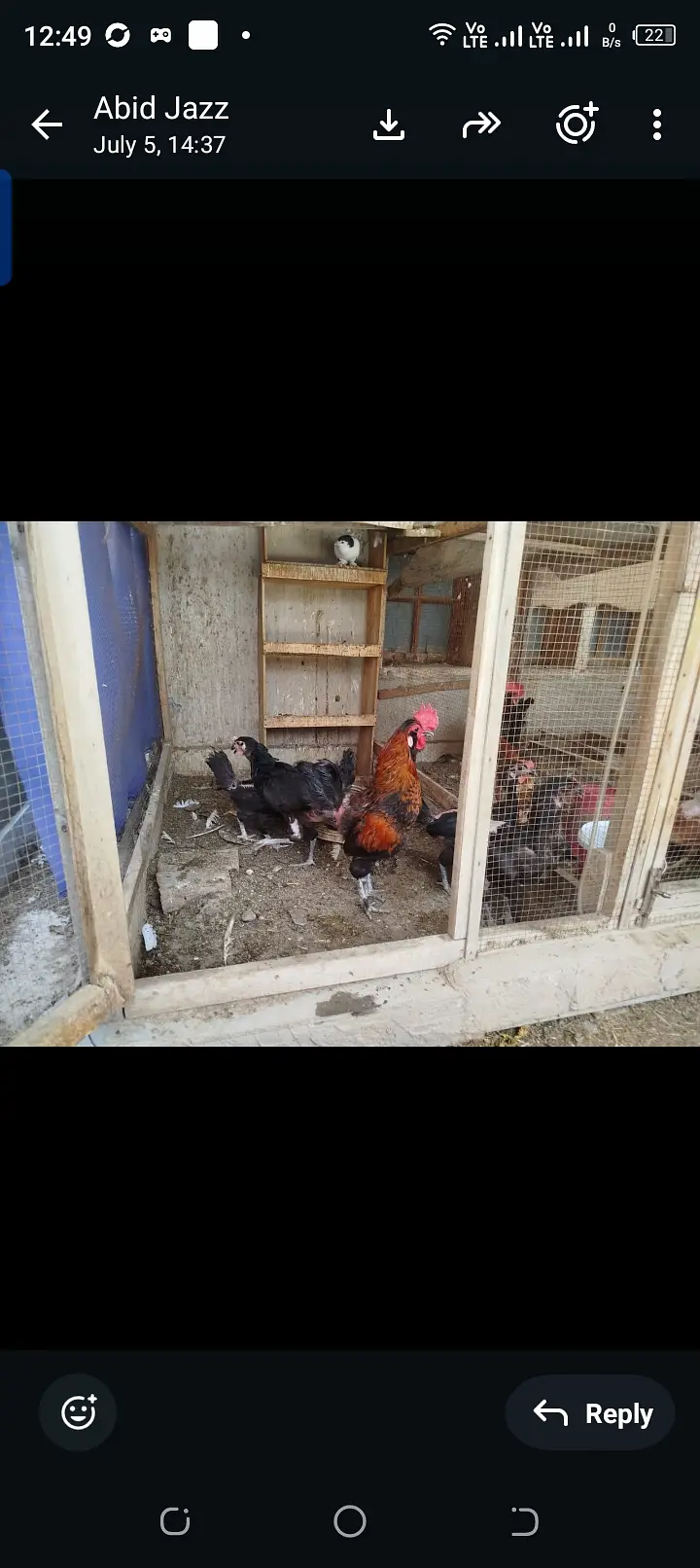 Egg laying hens lohman brown black — photo 8