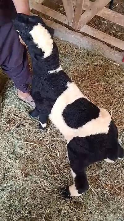 abluck Dumba