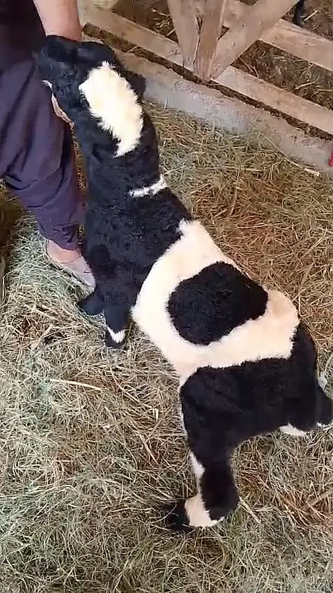 abluck Dumba