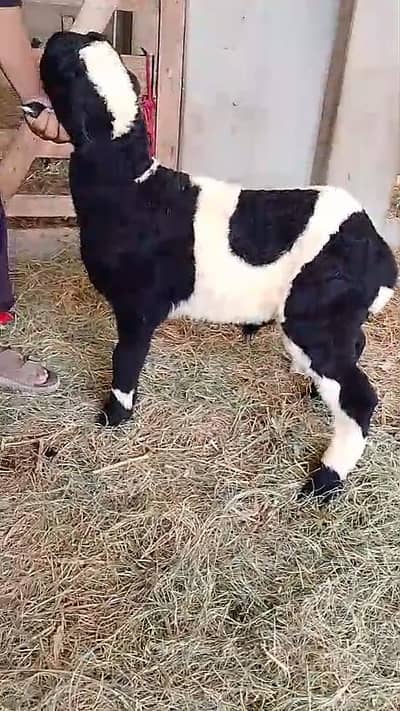 Dumbay Jori For Sale