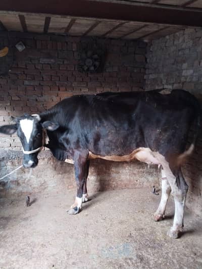 Cross breed 1st Lactation with Jersy female Calf 03337597146