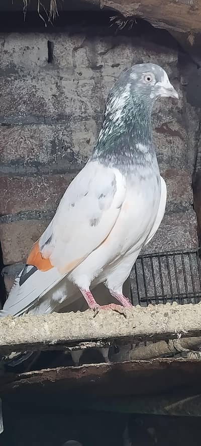 healthy active pigeons