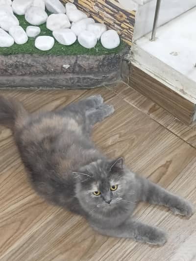 sale cats