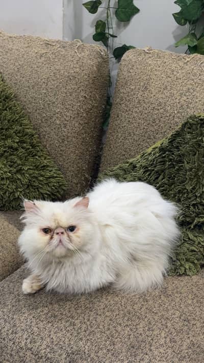 Pixe face male cat available for sale