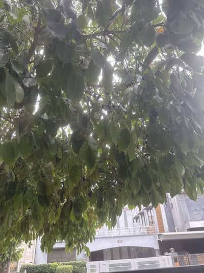 fresh sweet jamun from home tree