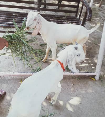 Khubsurat Rajanpuri Jora Qurbani 2027 0313.8532000