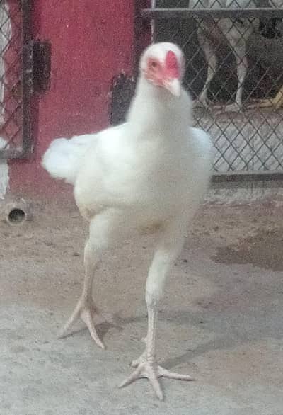 home breed Heera aseel  for sale