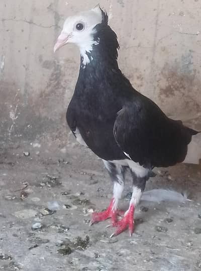 Healthy and active pigeon urgent for sale