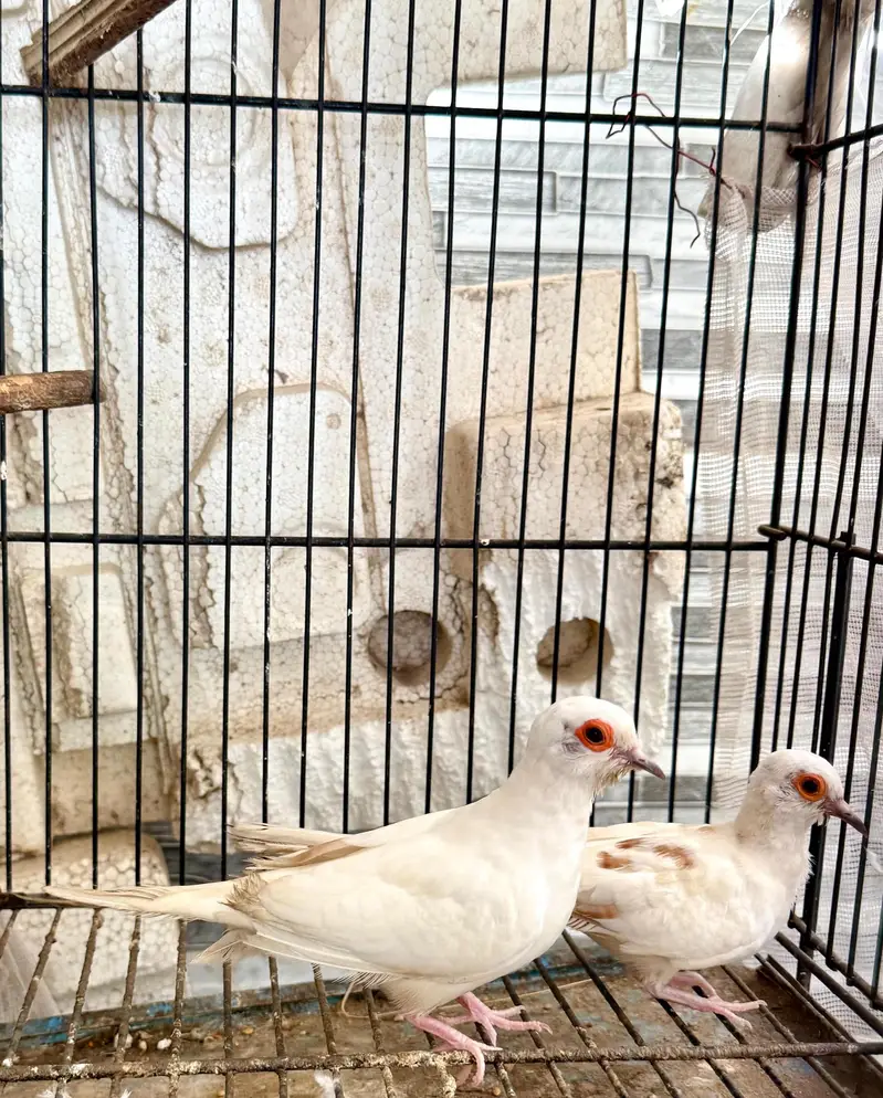 pied dove breeder pairs