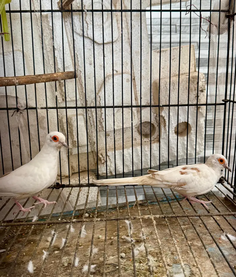 pied dove breeder pairs — photo 2