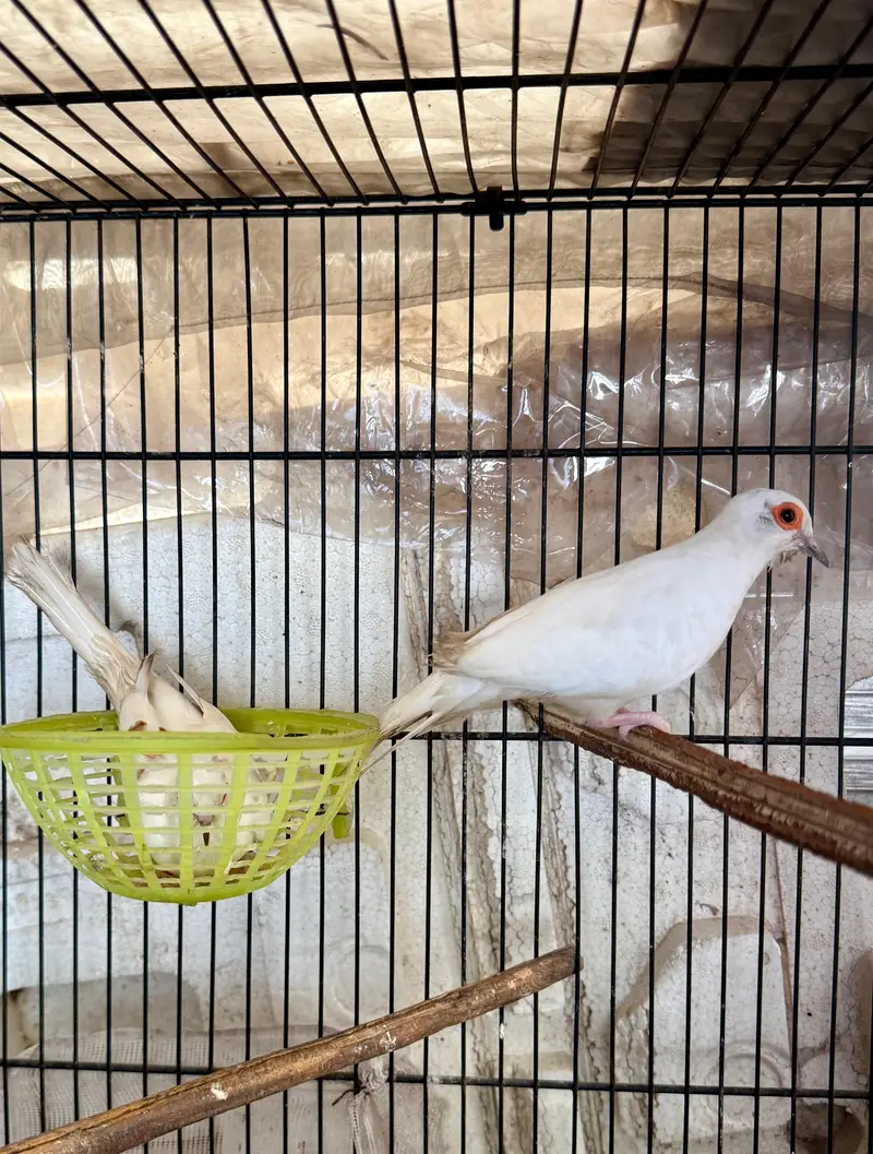 pied dove breeder pairs — photo 3