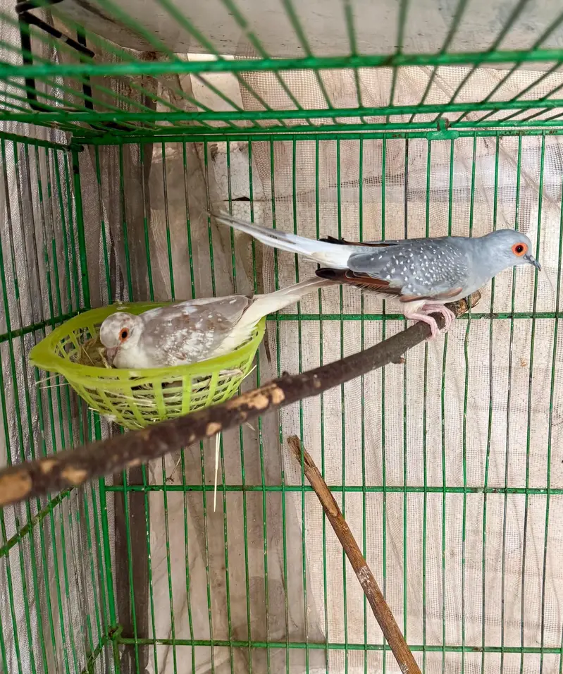 pied dove breeder pairs — photo 4