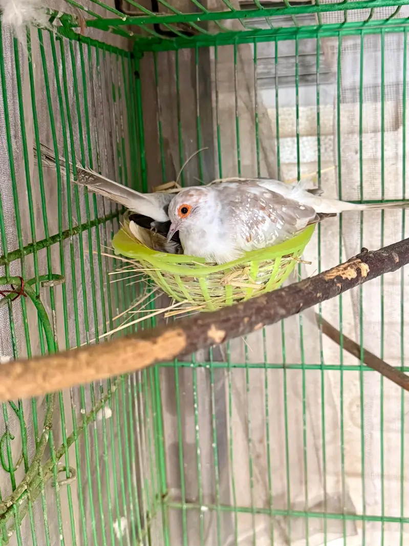 pied dove breeder pairs — photo 5