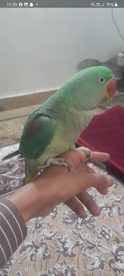 raw parrot for sale