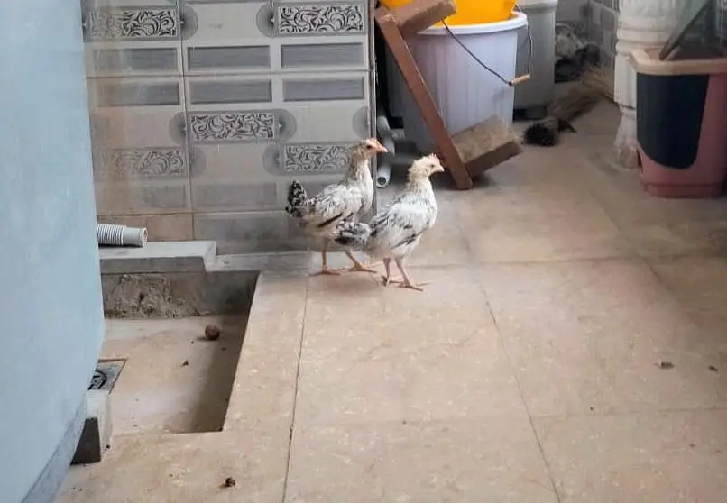 Chicks (Chuzay) for Sale
