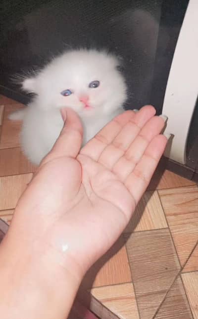 kittens for sale persion triple coat