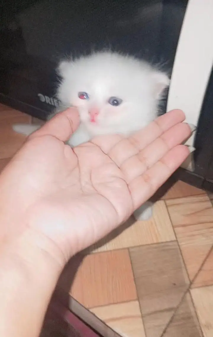 kittens for sale persion triple coat — photo 2
