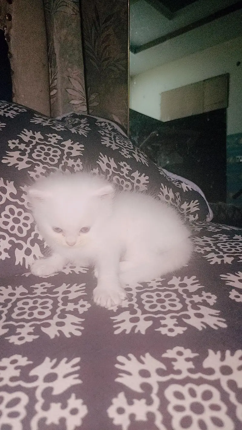 kittens for sale persion triple coat — photo 3