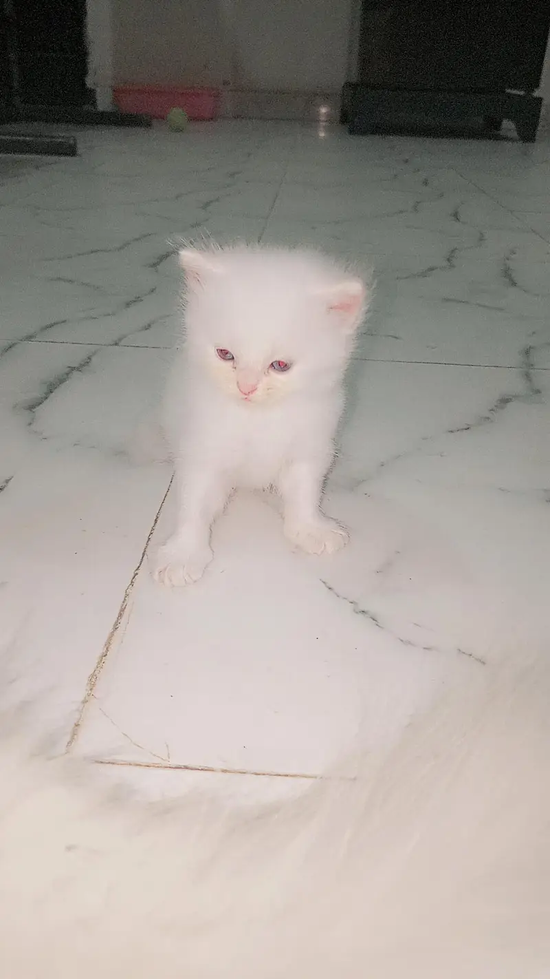 kittens for sale persion triple coat — photo 4