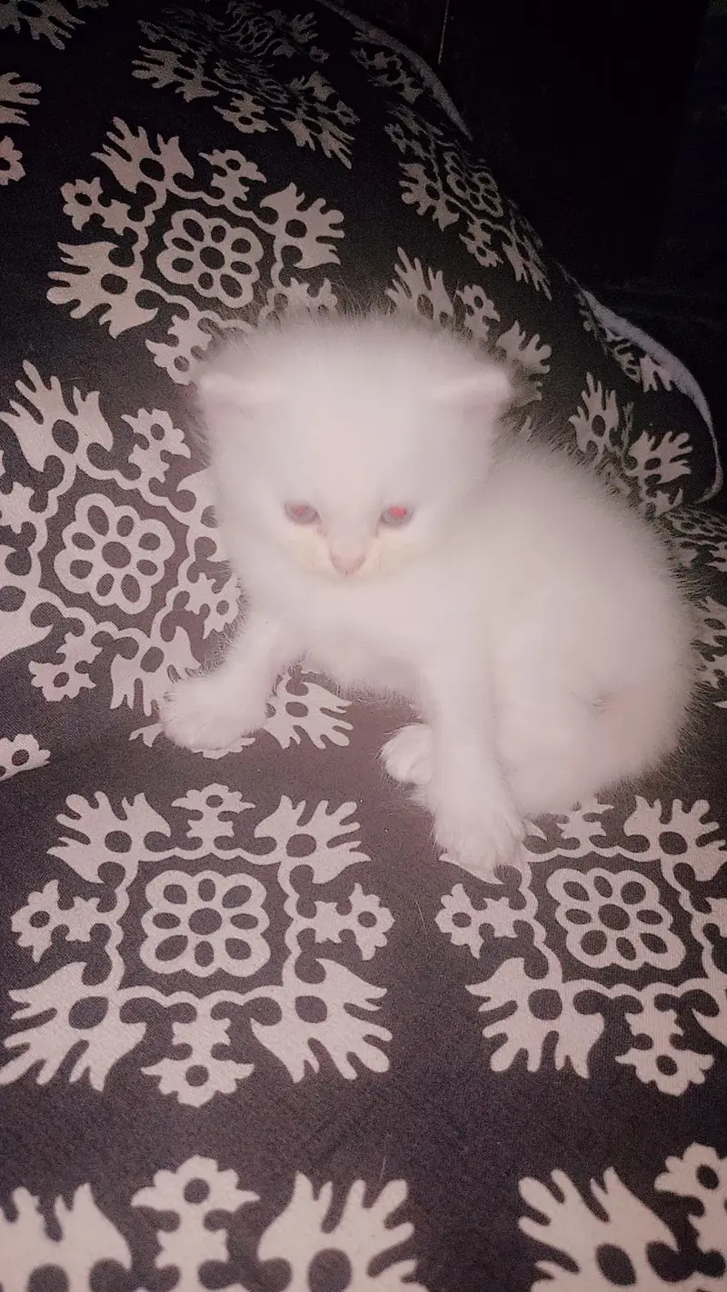 kittens for sale persion triple coat — photo 6