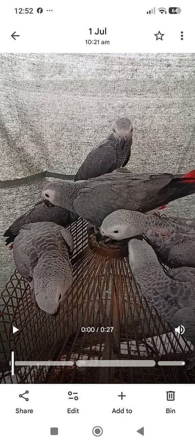 African grey