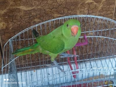 Ringneck Parrot