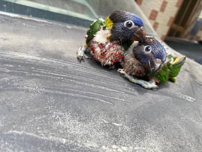 Rainbow lory chicks for sale