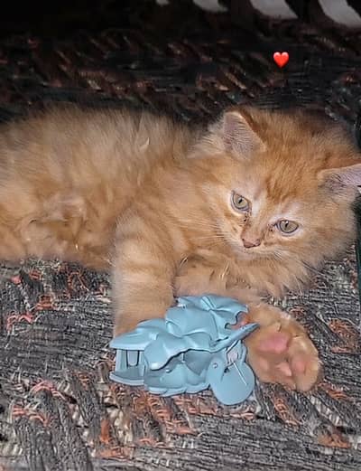 Persian orange kitten/ persian ginger tabby kitten/ persian ginger