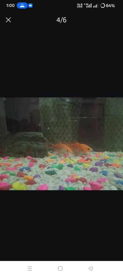 3 fishes for sell 4 to 6 inches