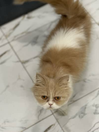 Female breeder cat available for sale