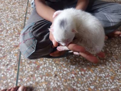6 baby available hn . 03015094697. one kitten 15k.