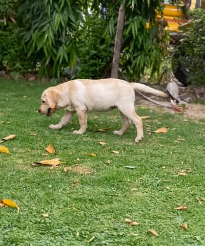 Labrador Pedigree Female Pup