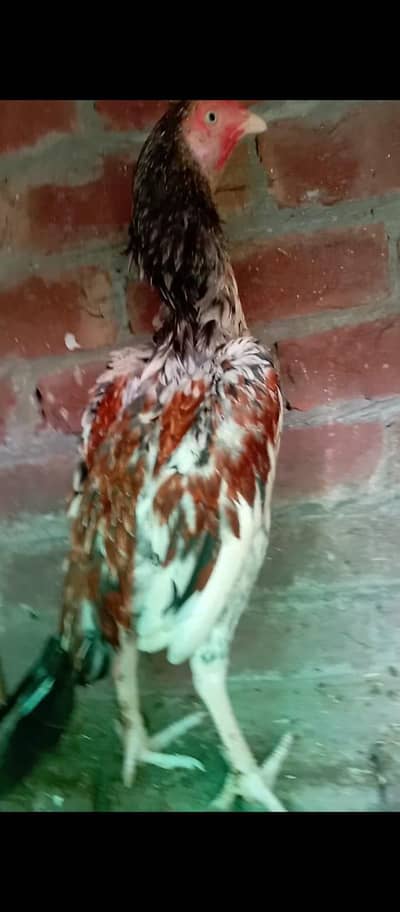 aseel chick's for sale ha urgent
