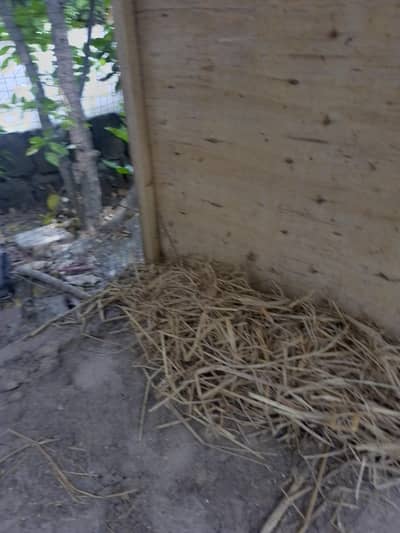 Wooden cage for hens and chicks