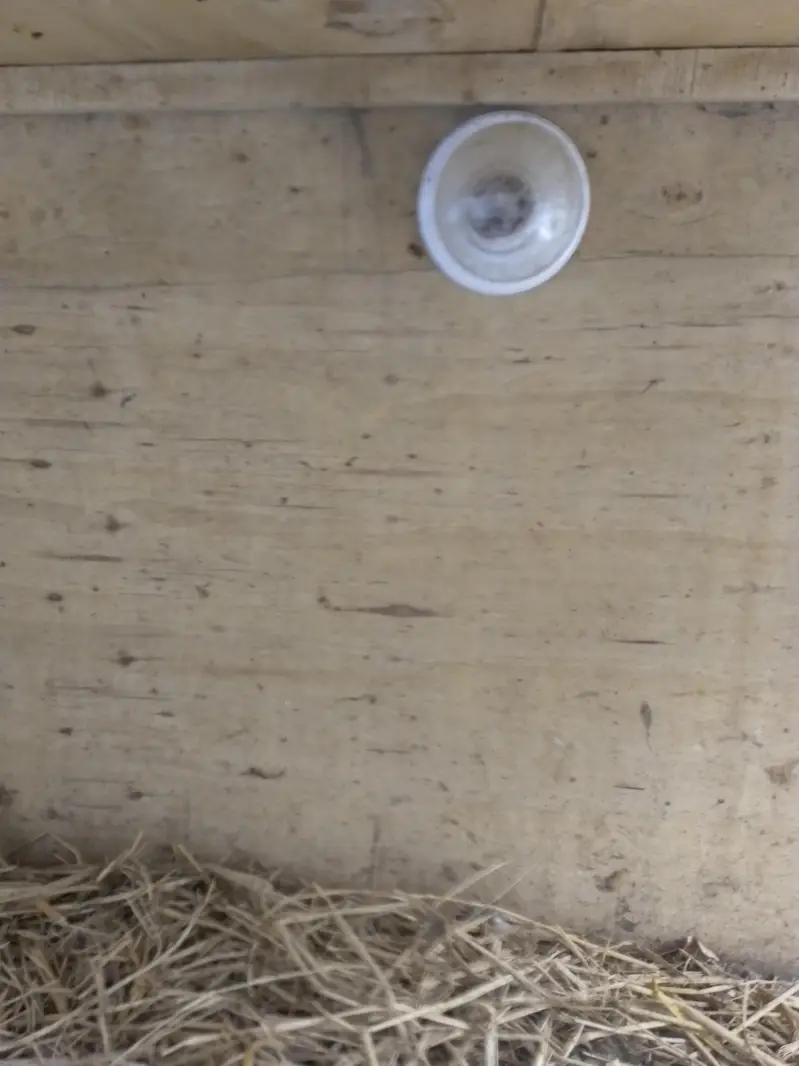 Wooden cage for hens and chicks — photo 2