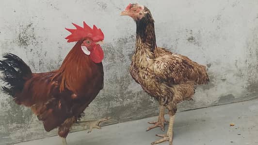 Aseel and Desi chicken pair For sell