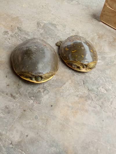 2. Healthy Turtles for Sale
